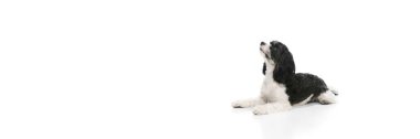 Beyaz arkaplanda beyaz kürklü Shi-tzu köpeği olan şirin, küçük bir köpek. Evcil hayvan komik ve sağlıklı görünüyor. Hayvan sevenler, dostluk, evcil hayat, veterinerlik kavramı..