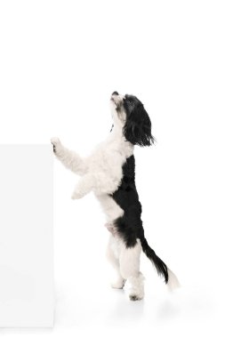 Köpek portresi, Shi-tzu cinsi beyaz-siyah kürklü atlama beyaz stüdyo arka planında izole edilmiş. Yumuşak patiler Hayvan severler kavramı, arkadaşlık, evcil hayat, köpek, veteriner.