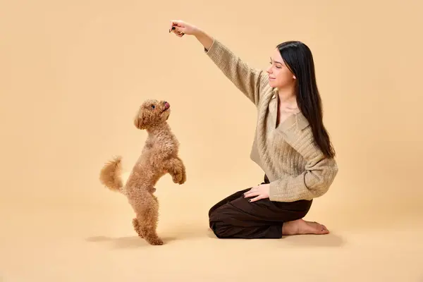 hugs her lovely cute pet, dog, purebred trains her pet, purebred poodle dog with brown fur against sandy color studio background. Concept of animal, pet lover, friendship, domestic life.