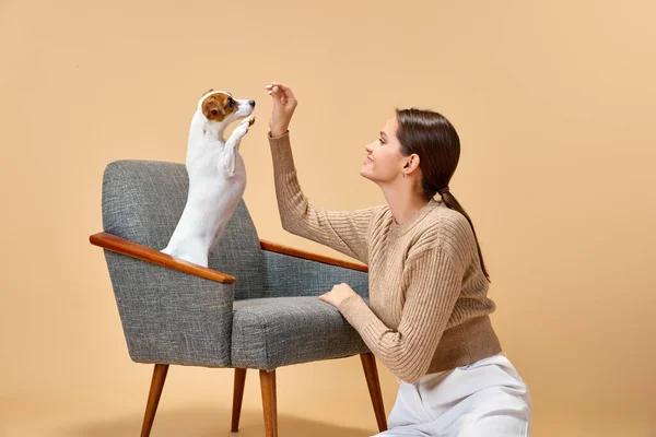 Love between animal and human. Playful, adorable Jack Russell Terrier follows commands of young woman, happy owner. Concept of animal, pet lover, friendship, domestic life, companionship.