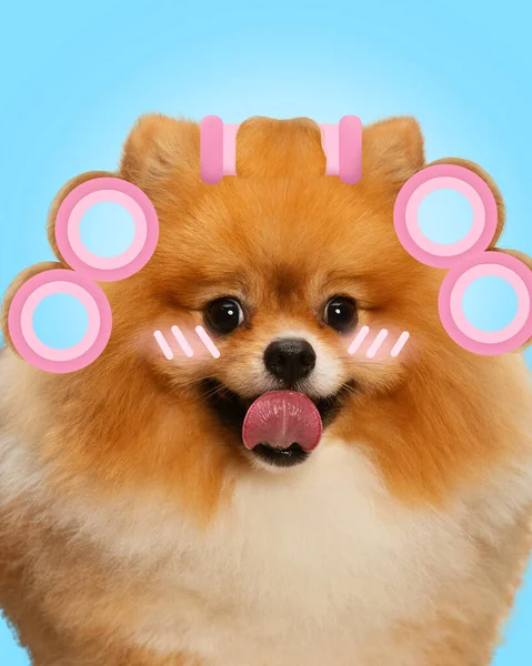 Contemporary art collage. Pomeranian dog wearing pink hair rollers and enjoy spa procedures. Concept of animal, domestic life, pets lovers, grooming, veterinary, canine. ad