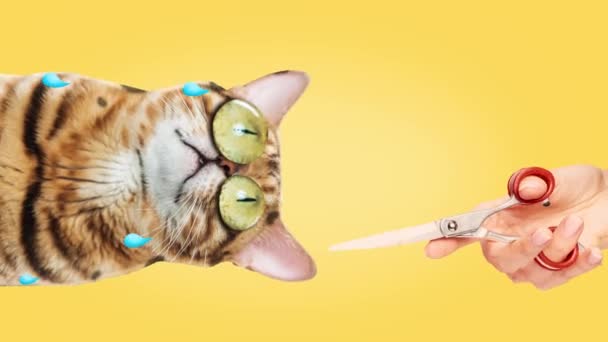 Остановите Движение Анимация Человек Держащий Ножницы Над Стрессовой Кошкой Жёлтом — стоковое видео