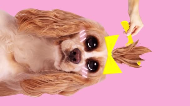 停止运动 模特儿用手梳理纯正的狗 毛茸茸的 衬托着粉红的背景 家庭生活 宠物爱好者 兽医的概念 纵向方向 — 图库视频影像