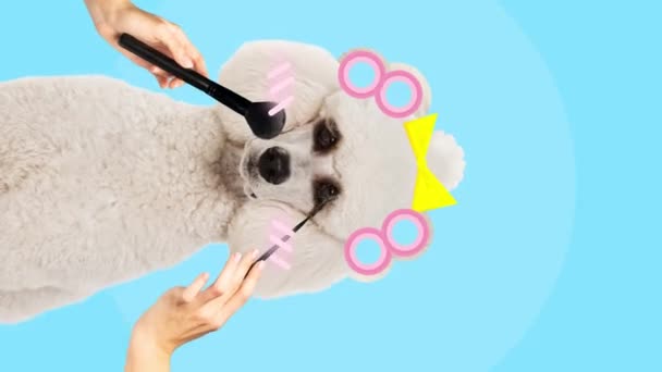 Detener Movimiento Animación Poodle Blanco Pura Raza Sentado Con Rizadores — Vídeo de stock