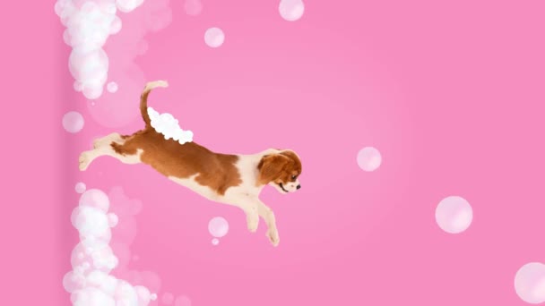 動かないで アニメーション カバリエ王チャールズ スパニエルは後ろ足に立って虹色の石鹸の泡で遊んでいました ペットグルーミング 動物園 ペット愛好家のコンセプト アドベンチャー — ストック動画