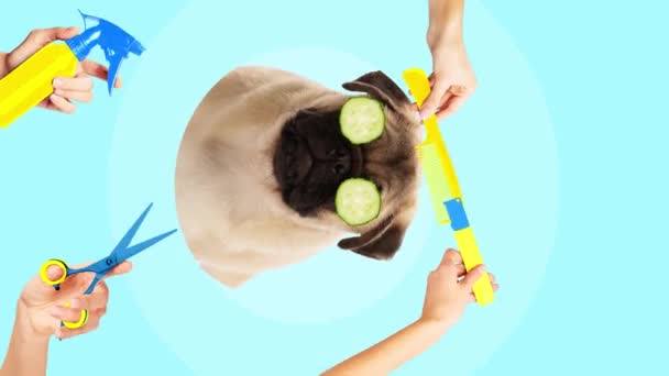 Zatrzymaj Ruch Animacja Pies Plasterkami Ogórka Oczach Otaczał Nożyczki Grzebień — Wideo stockowe
