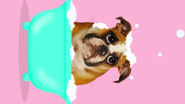 Parar Movimento Animação Bulldog Banheira Teal Cercada Por Caldos Sabão — Vídeo de Stock