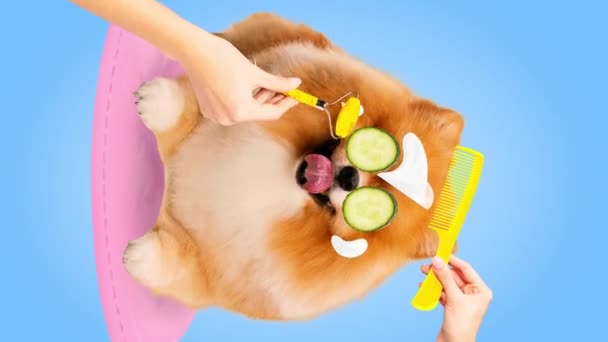Stop Motion Animation Pomeranian Dog Cucumbers Its Eyes Getting Haircut — Stock Video