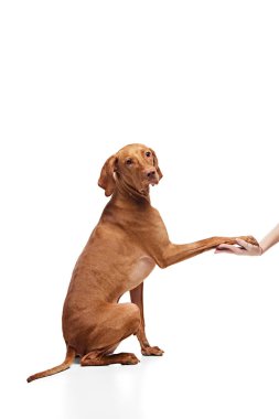 Şirin görünüşlü bir Macar Vizsla köpeği beyaz stüdyo geçmişine karşı sahibine pençe atıyor. İyi giyimli genç bir evcil hayvan. Hayvan severler, hayvan yaşamı, tımar ve veterinerlik kavramı. Boşluğu kopyala