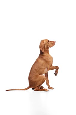 Macar Vizsla köpeği arka ayakları üzerinde dik oturuyor, beyaz stüdyo arka planına karşı tetikte ve dikkatli. İyi bakımlı bir evcil hayvan. Hayvan severler, hayvan yaşamı, tımar ve veterinerlik kavramı. Boşluğu kopyala