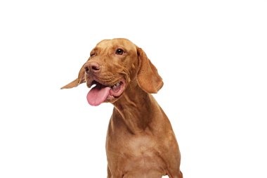 Macar Vizsla köpeğinin beyaz stüdyo arka planına bakmaktan dili dışarıda çekilmiş yakın çekimi. Neşeli, arkadaş canlısı bir ifade. Hayvan severler, hayvan yaşamı, tımar ve veterinerlik kavramı. Boşluğu kopyala