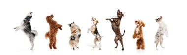 Pankart. Kolaj. Farklı cinsten köpekler arka ayakları üzerinde beyaz stüdyo geçmişine karşı mutlu bir şekilde zıplıyorlar. Hayvan, vahşi yaşam, hayvan ve sahipler, tımar, veterinerlik kavramı.