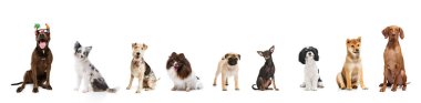 Pankart. Kolaj. Beyaz stüdyo arka planında oturan farklı cinsten köpekler. Evcil hayvanlar sağlıklı ve bakımlı görünüyor. Hayvan, vahşi yaşam, hayvan ve sahipler, tımar, veterinerlik kavramı.