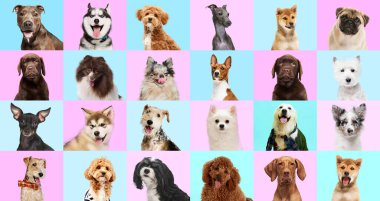 Safkan köpeklerin portresinden yapılmış kolaj kameraya bakan pembe-mavi stüdyo arka planı. Mutlu, gülümseyen ağızlıklar. Hayvan, vahşi yaşam, hayvan ve sahipler, tımar, veterinerlik kavramı.