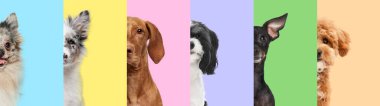 Yaratıcı kolaj. Farklı renkte şeritli arka planda beş farklı köpeğin yarım yüzleri var. Hayvan, vahşi yaşam, evcil hayvan ve sahipleri, arkadaşlık, arkadaşlık, tımar, veterinerlik kavramı