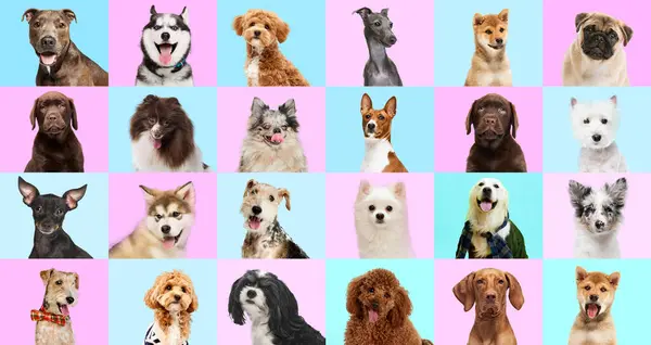 Collage Aus Portrait Reinrassiger Hunde Die Vor Pastellrosa Blauem Studiohintergrund Stockbild