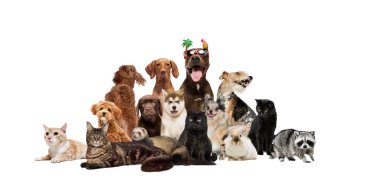 Kolaj. Şirin, komik küçük ve büyük kediler, köpekler, rakun, tavşan ve gelincik beyaz stüdyo arka planında poz veriyor. Veterinerlik, evcil hayvan sevenler, bakım hizmetleri, köpek maması, arkadaşlık. Ad