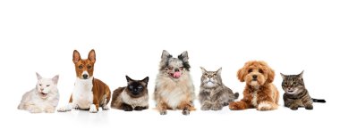 Kolaj. Farklı cinsten kedi ve köpekler beyaz stüdyo arka planında yan yana oturuyorlar. Komik ağızlıklar. Veterinerlik, evcil hayvan sevenler, bakım hizmetleri, köpek maması, arkadaşlık. Ad