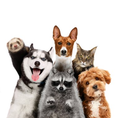 Kolaj. Komik, sevimli hayvanlar yan yana duruyor ve beyaz stüdyo arka planına bakarak suratlarını ekşitiyor. Veterinerlik, evcil hayvan sevenler, bakım hizmetleri, köpek maması, arkadaşlık. Ad