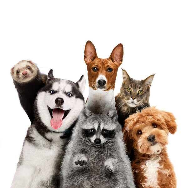 Collage Animales Divertidos Lindos Pie Juntos Con Muecas Mirando Cámara — Foto de Stock