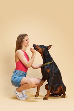 Parlak pembe bluzlu ve kot şortlu bir kız, bej renkli stüdyo arka planında dobermanına ikram etmek için çömelir. Hayvanlar ve sahipleri, dostluk, evcil hayvan bakımı, köpek maması kavramı. Ad