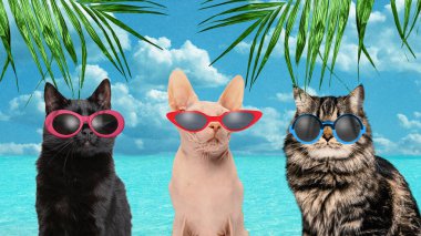 Yoldaşlar. Güneş gözlüklü üç sevimli kedi açık mavi gökyüzünün altında okyanusun kenarında dinleniyor. Çağdaş sanat kolajı. Yaz konsepti, tatil, hayvan teması, seyahat