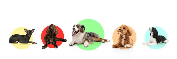 stock image Banner. Maltipoo, Australian shepherd, Kurzhaar, Prague Ratter and Shih-Tzu puppies against colorful circle backgrounds, each showing unique personality and pose. Concept of pet lovers, veterinary.