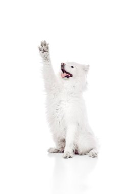 Neşeli Samoyed tek pençesiyle dimdik oturuyordu. Sanki beyaz stüdyo arka planına el sallıyor ya da beşlik çakıyordu. Hayvan hayatı kavramı, hayvan severler, veteriner, köpek maması. Ad