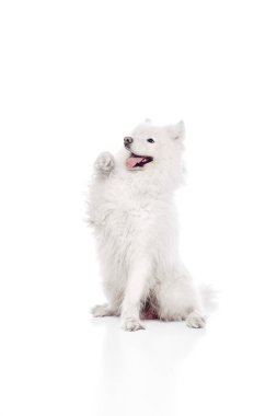Kürklü Samoyed, patileri havada, dik oturur. Beyaz stüdyo arka planına selam vermek ya da ikram istemek için. Hayvan hayatı kavramı, hayvan severler, veteriner, köpek maması..