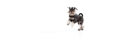 Pankart. Schnauzer 'ın mutlu ve neşeli atlayışı beyaz stüdyo arka planına karşı. Metninizi eklemek için negatif alanı var. Hayvanlar, evcil hayat, arkadaşlık ve aşk kavramı, evcil hayvan severler..