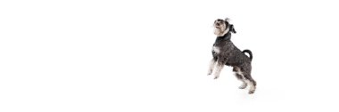 Pankart. Schnauzer sevinçle zıplıyor, neşeli ve enerjik doğasını olumsuz arkaplan ile beyaz stüdyo arka planına yansıtıyor. Hayvanlar, evcil hayat, arkadaşlık ve aşk kavramı, evcil hayvan severler..