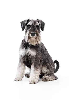 Beautiful, young Schnauzer sits proudly, showcasing its distinctive beard and expressive, smart eyes against white studio background. Concept of animals, domestic life, friendship and love, pet lover. clipart