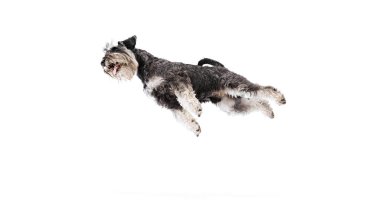 Canlı Schnauzer, beyaz stüdyo geçmişine karşı enerjik doğasını ve olumlu duygularını sergilerken orta atlamada yakalandı. Hayvanlar, evcil hayat, dostluk ve aşk kavramı, evcil hayvan sever..