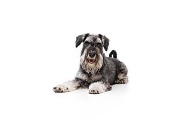 Rahat Schnauzer köpeği, beyaz stüdyo arka planına yaslanmış, dostça ve sakin tavrını sergiliyor. Hayvanlar, evcil hayat, arkadaşlık ve aşk kavramı, evcil hayvan severler..