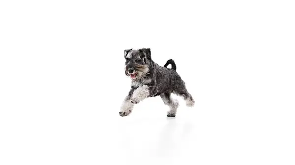 stock image Lively Schnauzer running, showing its playful spirit against white studio background. Black and silver dog looks healthy. Concept of animals, domestic life, friendship and love, pet lovers.