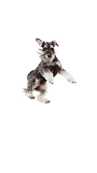 Energetic Schnauzer jumping mid-air with joy, displaying its playful and lively spirit against white studio background. Concept of animals, domestic life, friendship and love, pet lovers.