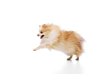 Beyaz ve bronz ceketli oyuncu Pomeranya köpeği, beyaz stüdyo arka planına karşı enerjik ve heyecanlı bir ifade sergiliyor. Hayvan bakımı, tımar ve veteriner hizmetleri kavramı. Ad