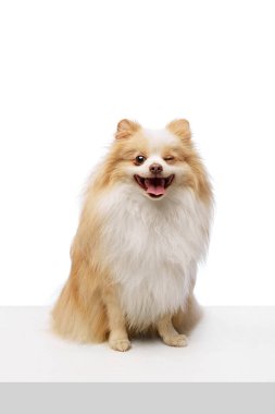 Neşeli Pomeranya köpeği beyaz stüdyo arka planına karşı neşeli ve neşeli bir ifade sergiliyor. Hayvan bakımı, tımar ve veteriner hizmetleri kavramı. Ad