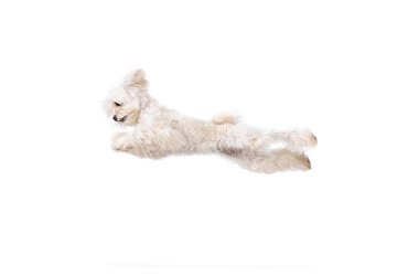 Sevinç sıçraması. Şirin, safkan, tüylü Malta 'lı beyaz stüdyo geçmişine karşı havadan atlıyor. Bakım sertifikası, veterinerler, evcil hayvan severler, arkadaşlık kavramı..