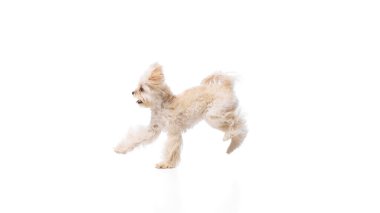 Mutlu, neşeli bir köpek, saf, oyuncu bir Malta 'lı beyaz stüdyo geçmişine karşı yarışıyor. Aktif evcil hayvan. Bakım sertifikası, veterinerler, evcil hayvan severler, arkadaşlık kavramı..