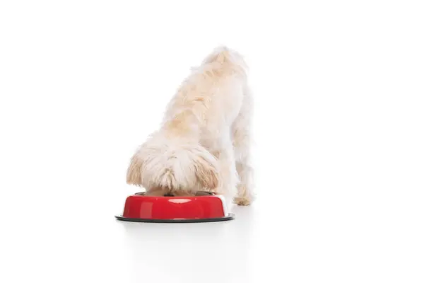 stock image Cute little pet. Purebred Maltese dog eating from red bawl against white studio background. Canine food and balanced nutrition. Concept of grooming cervices and veterinaries, pet lovers, friendship.