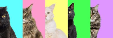 Catwalk in Colors. Collage with cats, showcasing their majestic appearances and expressions against bright pastel backgrounds. Concept of animals, veterinary and grooming services, canine food. Ad clipart