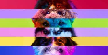 Neon Paws. Striking blend of dogs faces in neon lighting, showcasing rainbow of colors that brings out each dogs unique character and expression. Concept of animals, d grooming services, canine food clipart