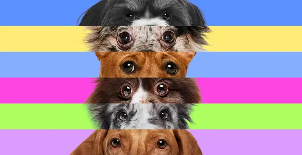 stock image Eye See You. Colorful collage of dogs, layered with playful backgrounds, focusing on their adorable eyes and cute facial expressions. Concept of animals, veterinary and grooming services, canine food.