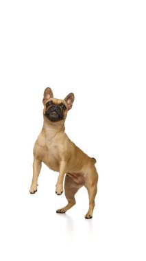 Bronzlaşmış kürklü ve beyaz stüdyo arka planında kameraya bakan sevimli küçük pug. Yemek istemek için. Bakım ve veteriner hizmeti kavramı, köpek maması, hayvan modası. Ad