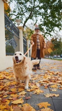 İnsan ve onun sadık Golden Retriever köpeği, sonbaharın güzelliğini kucaklayarak, canlı yapraklarla kaplı patikada gezinirler. Modern yaşam tarzında olgun insan kavramı, dinlenme, emeklilik zamanı.