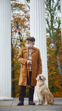 Mutlu köpek ve yaşlı sahibi, şık giyimli adam canlı sonbahar renkleriyle dolu parkta sakin bir yürüyüş yapıyor. Modern yaşam tarzında olgun insan kavramı, eğlence, emeklilik.