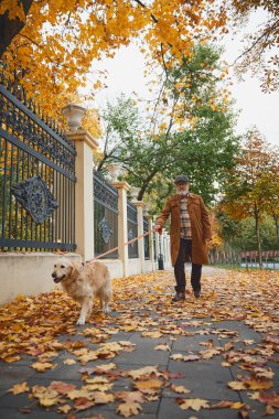 Kıdemli adam ve Golden Retriever 'ı, en iyi arkadaşı altın yaprakların arasında yürüyor ve parkta samimi bir sonbahar sahnesi yaratıyor. Modern yaşam tarzında olgun insan kavramı, dinlenme, emeklilik zamanı.