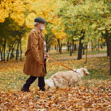 Şapkalı kıdemli bir adam ve sadık av köpeği, sonbahar yapraklarının altın rengi ile çevrili park yollarında geziniyor. Modern yaşam tarzında olgun insan kavramı, dinlenme, emeklilik zamanı.