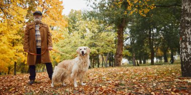 Yaşlı bir adam ve av köpeği sonbaharda parkı keşfederler, burada düşen sarı ve turuncu yapraklar canlı manzaralı bir zemin oluşturur. Modern yaşam tarzında olgun insan kavramı, dinlenme, emeklilik zamanı.